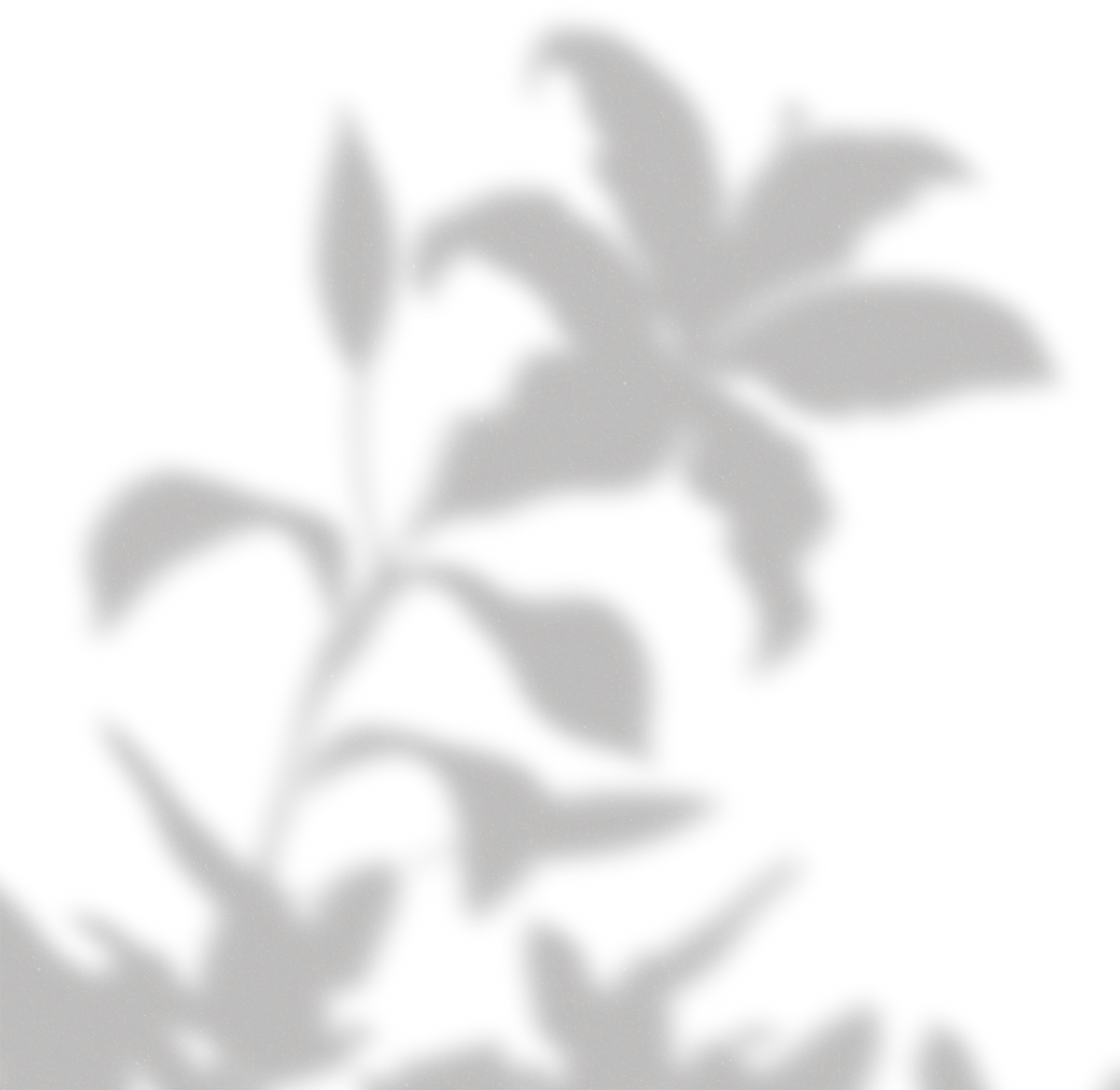 Simple Floral Shadow Lily